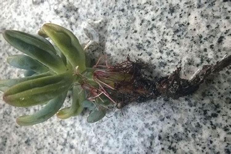 生物有机肥十大名牌