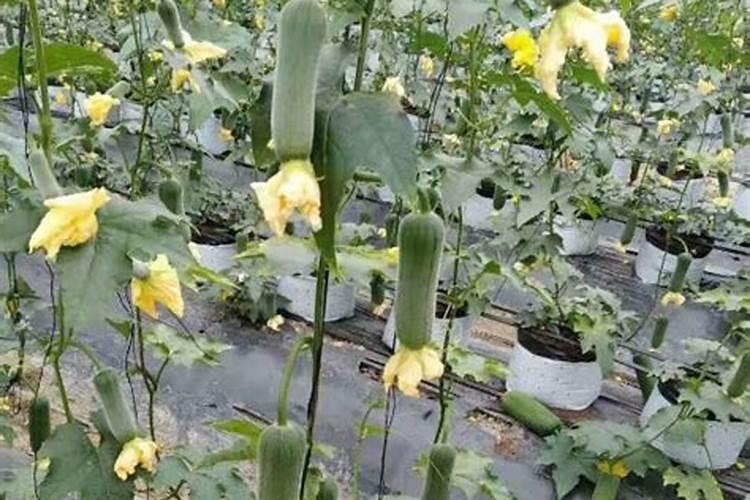 冬季怎么管理杨梅