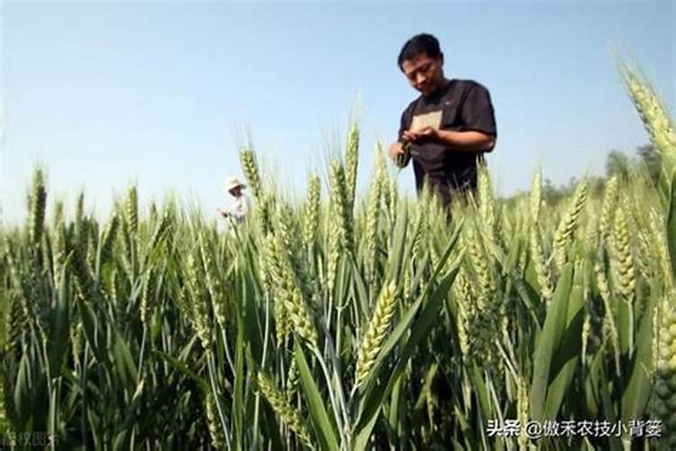 种小麦用什么肥料好