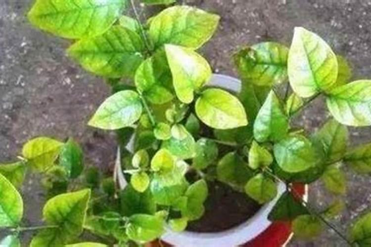 世界上十大名牌肥料排名