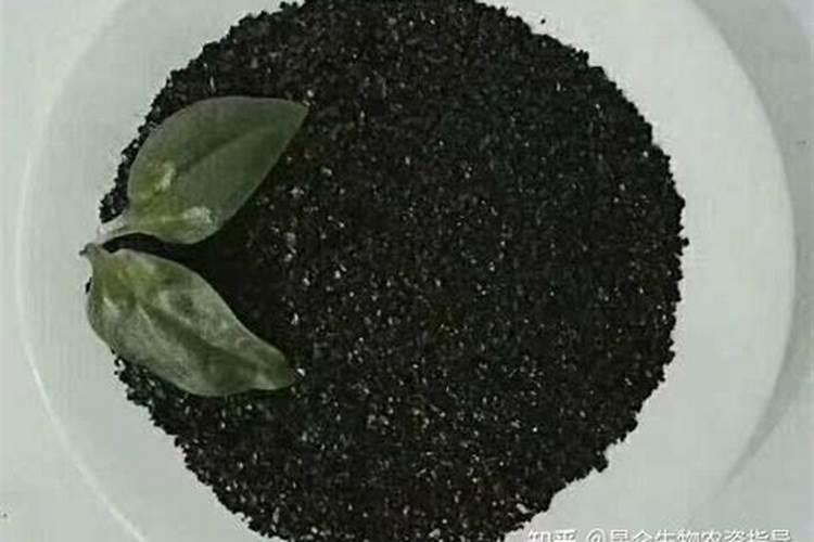 黄腐酸钾一年使用多少次,什么时候用比较好