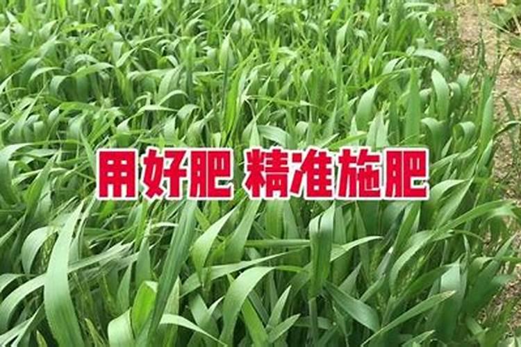 折耳根用什么肥料种植最好