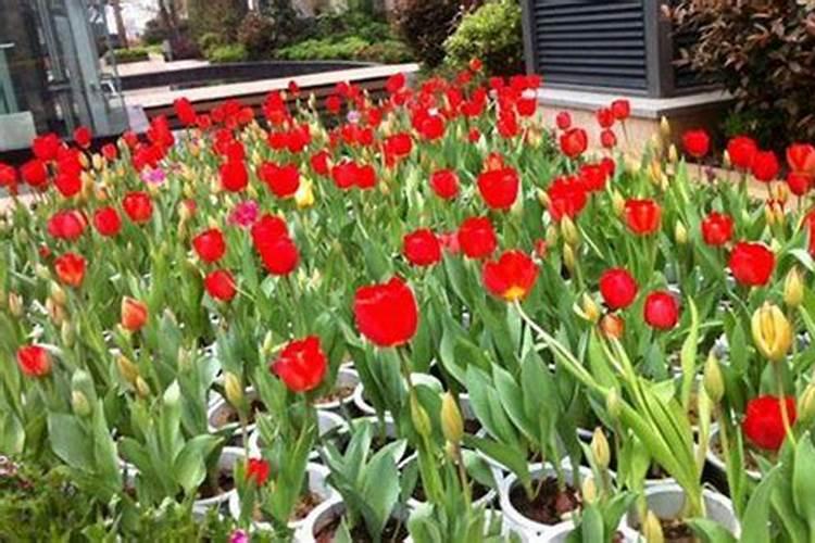 金弹子小苗移栽技巧