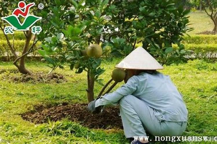 什么东西含钾可以做肥料;高钾肥料有哪些