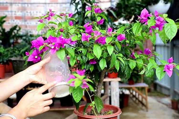 香灰可以当花肥料吗图片 香灰可以当花肥料吗有毒吗