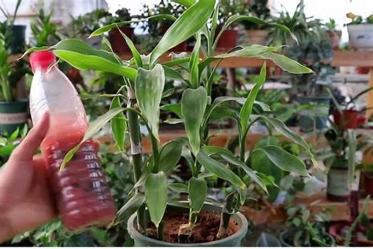 这种花春天一定要养它会在半年内爬满墙壁开花1000!