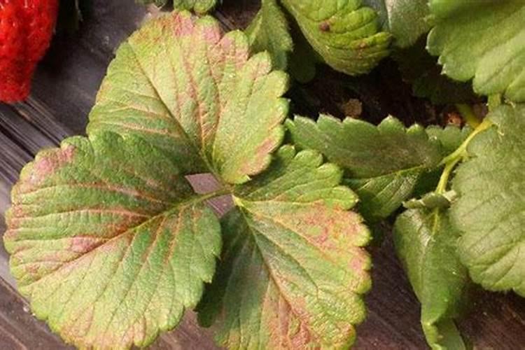 甲壳素肥料的功效与作用