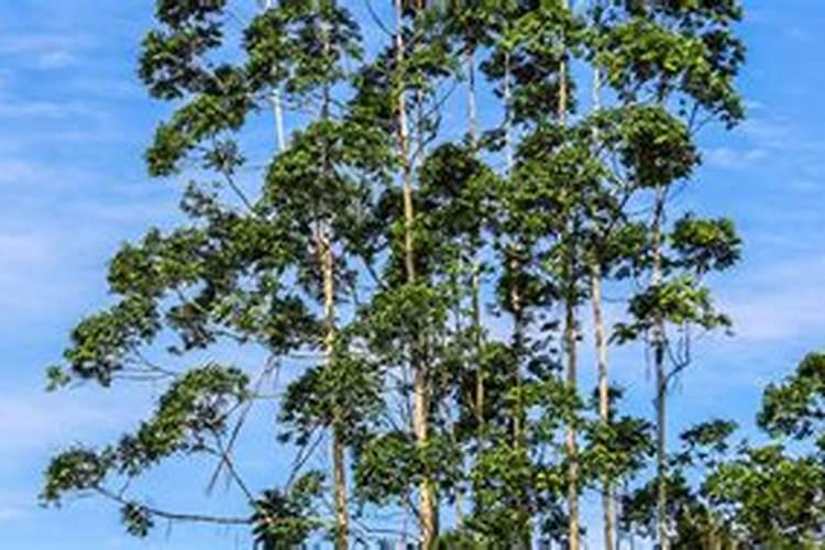 大白菜使用芸苔素内酯的技术和注意事项是什么？