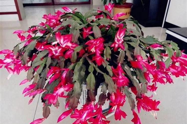 韭菜忌施哪些肥料 种植韭菜忌施这三种肥料农户要记牢