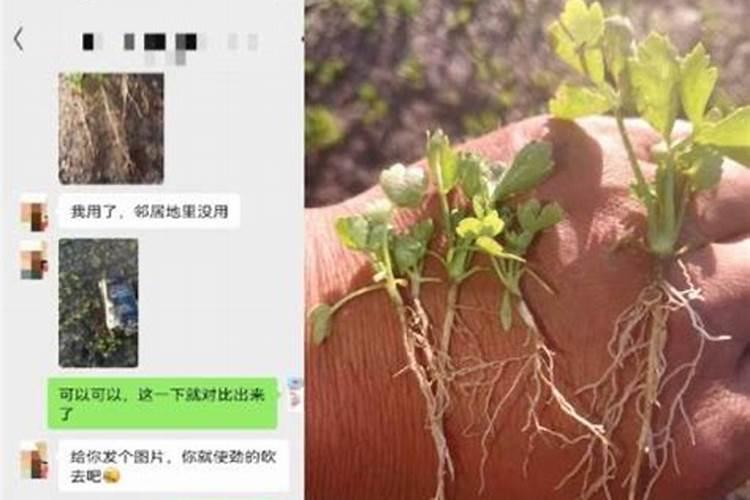 莲子开花时喷什么肥料