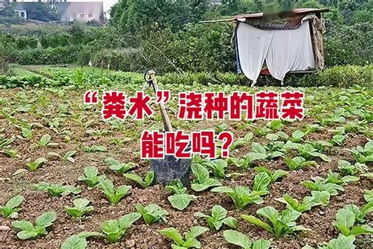 氮钾肥是什么肥料