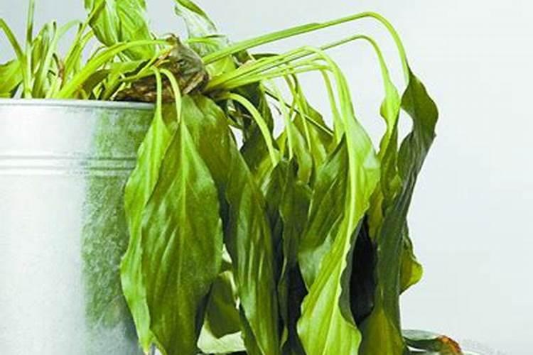 家里种了很多茶花,怎样才能让茶花的叶子变得油光发亮？