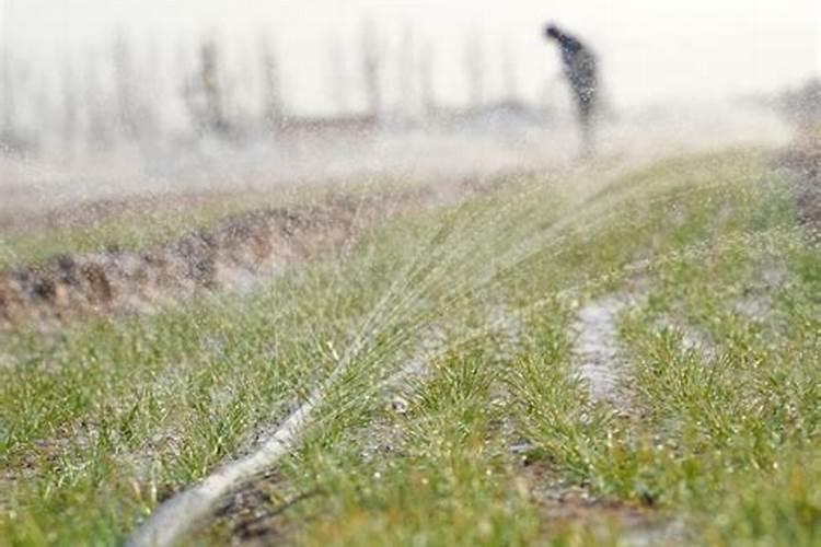 小麦冬前喷什么叶面肥