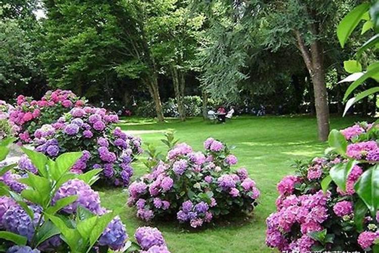 铜制剂农药有哪些