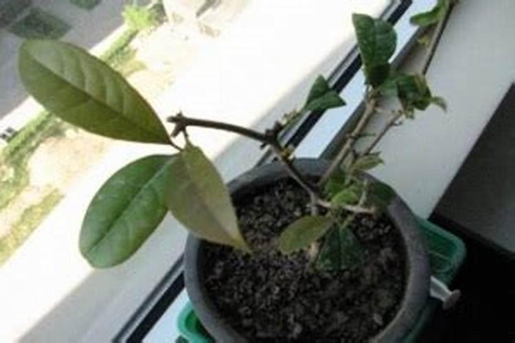 四季桂花叶子干枯脱落怎么办,注意这几点帮你轻松解决
