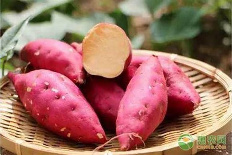 氮肥对果树的作用