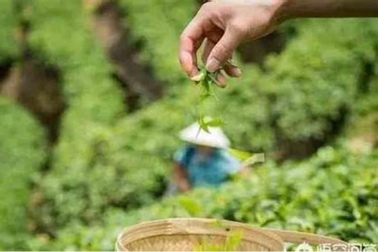 茶叶的用肥方法