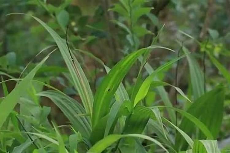 白芨多久浇一次水,施肥？