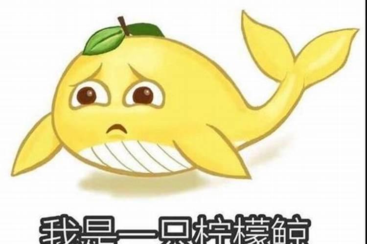 花卉专用控释肥能不能用于盆栽柠檬