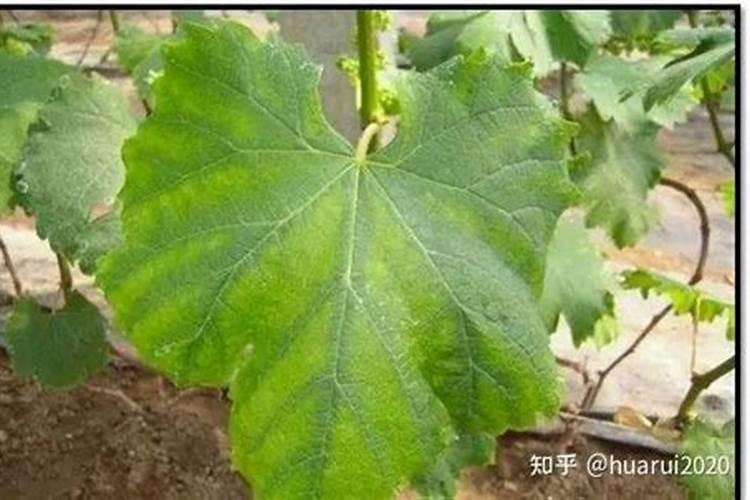 葡萄用什么肥料好