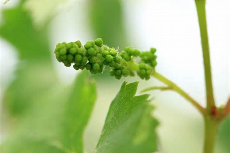 葡萄转色期用什么肥料好