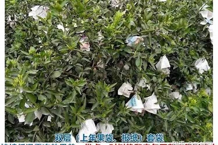 硝酸钾最佳搭配肥料