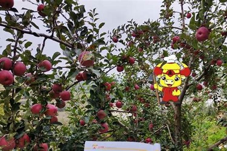 苹果树喷什么叶面肥好