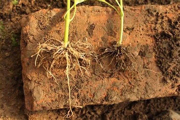 辣椒苗喷生根剂正确使用方法