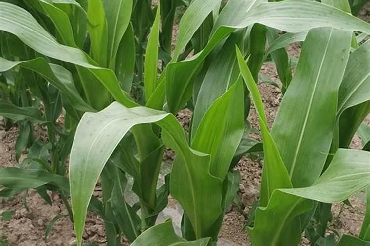 玉米3个15复合肥每亩一百斤能行吗