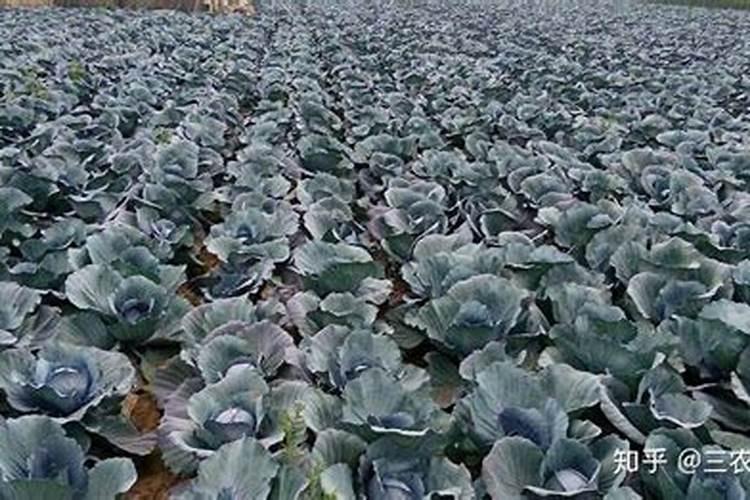 甘蓝用什么肥包心快