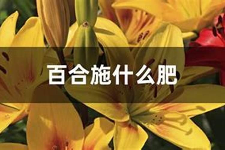 百合花施什么肥料最好;养花怎么施肥花才养得好