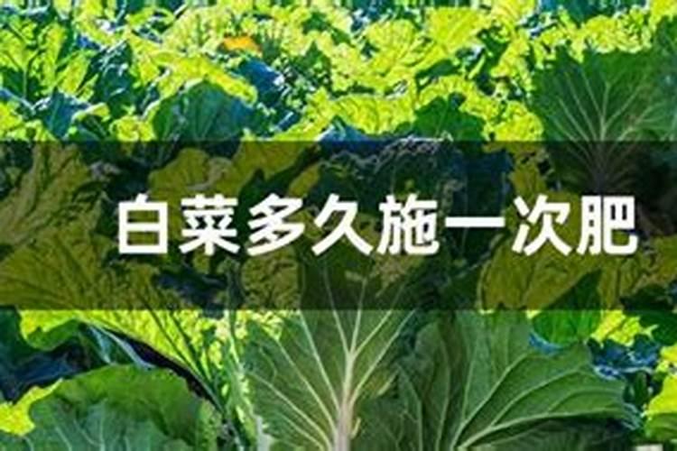 大白菜如何科学使用叶面施肥？