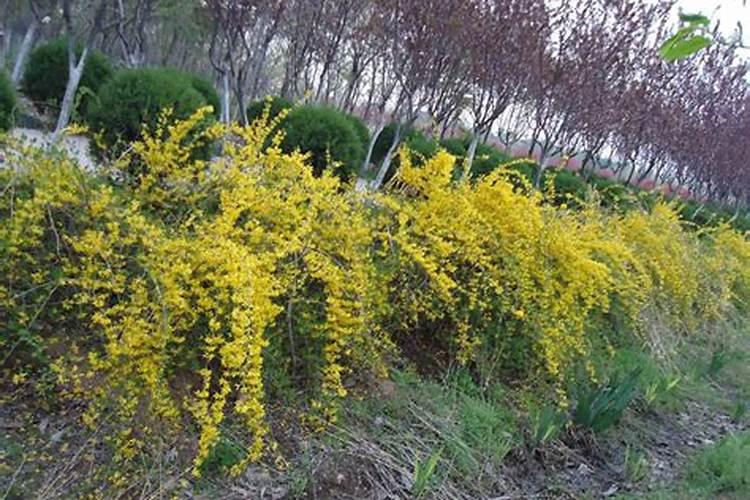 大蒜打膨大素高产吗