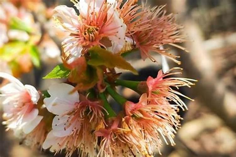 火龙果开花要施什么肥