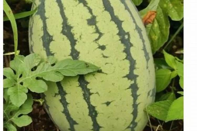 尿素打叶面肥有好处吗用量多少