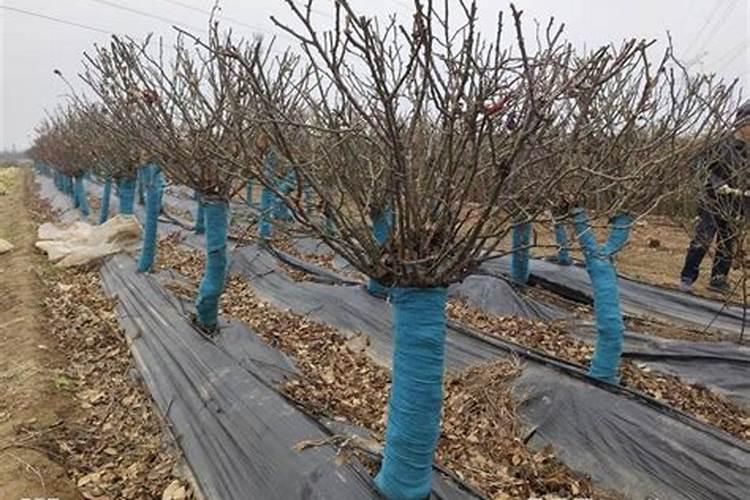 开普山红酒什么档次