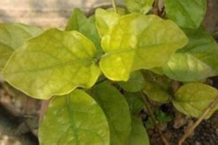 果树施硼肥怎么操作？果树施硼肥有什么用？