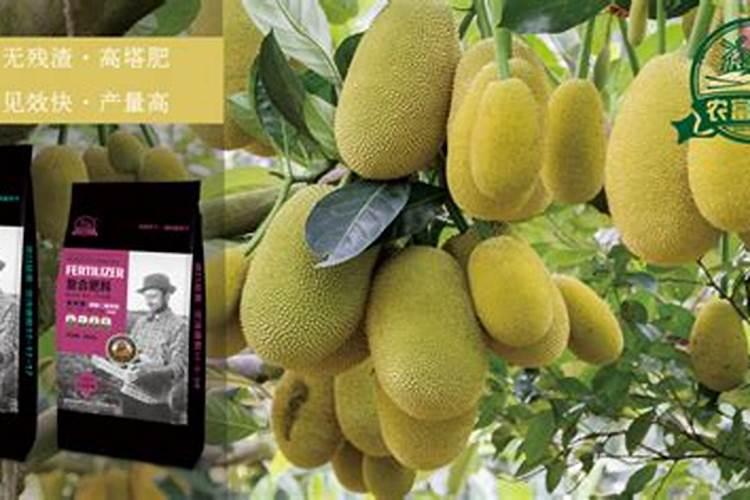 菠萝施钾正当时,如何合理施钾呢？