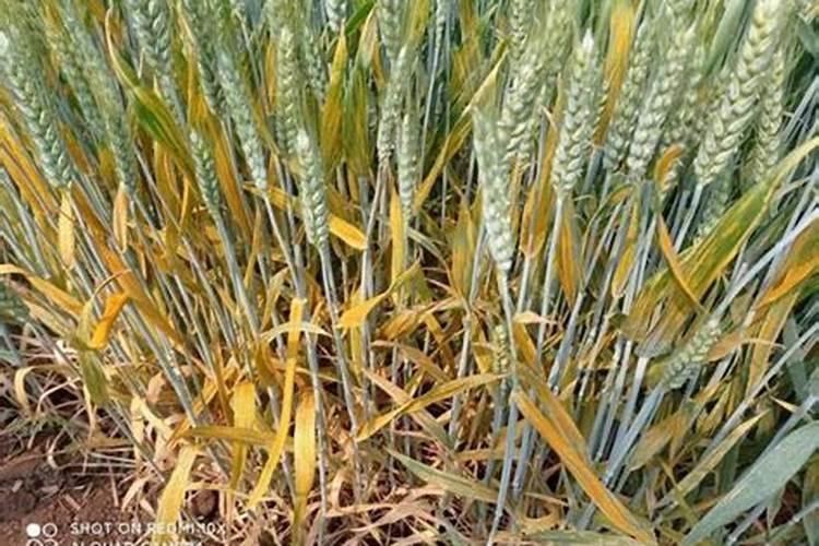 什么是膜下滴灌水肥一体化技术？适用于哪些地区？