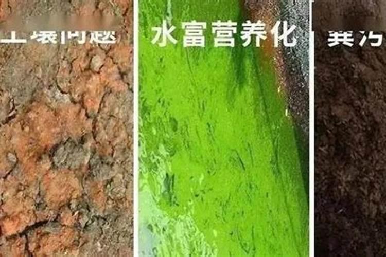 淘米水是氮肥还是磷肥