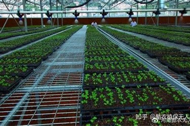 有机肥料优缺点