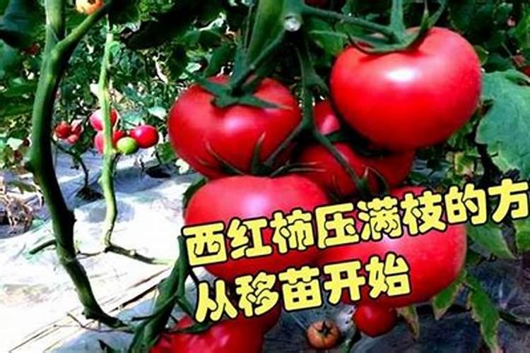 西红柿底肥用什么肥料好