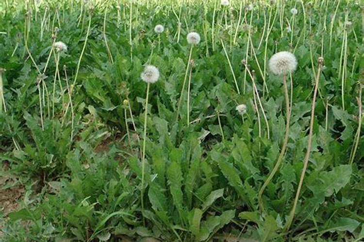 在黄土地种蒜适合用什么肥料