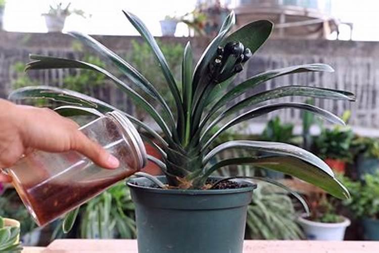 平菇喷施磷酸二氢钾几天喷一次