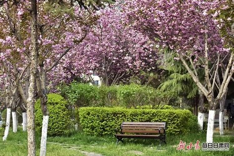 樱花树的生长环境和特点在哪里？