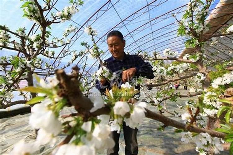 10亩樱桃需要投入多少？