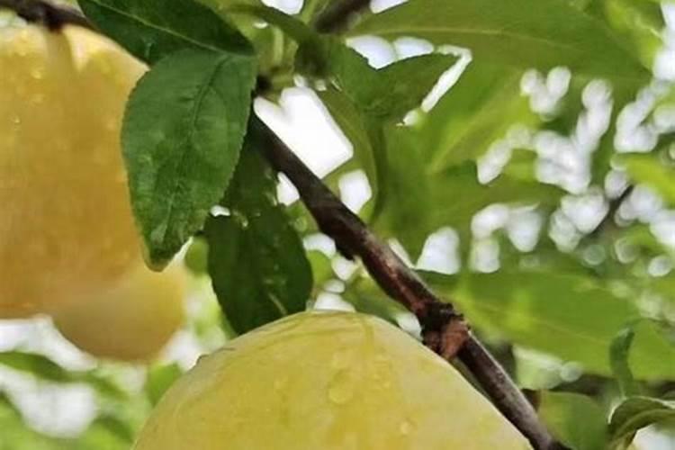 李子增甜度最快的方法