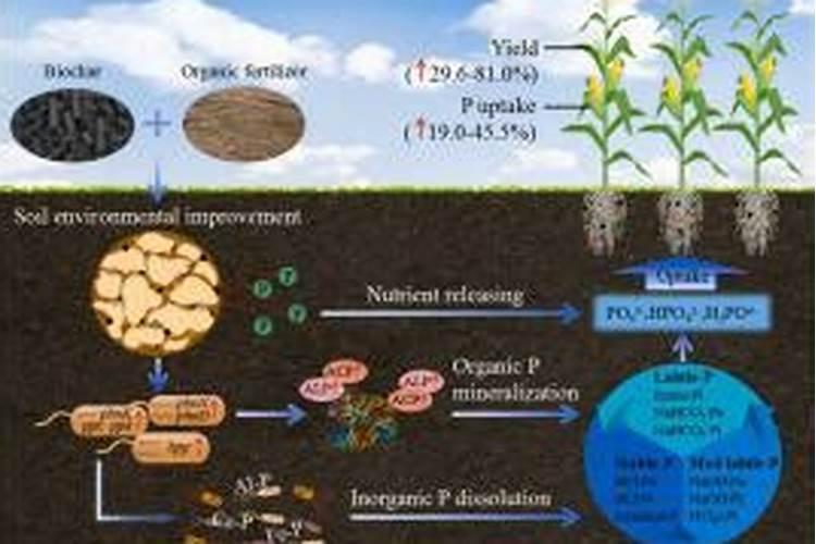 大葱最忌什么大葱肥料