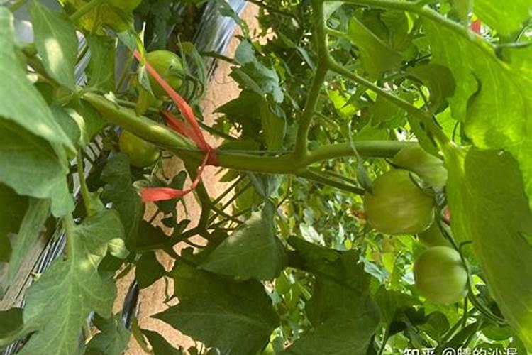 种植西红柿底肥如何用