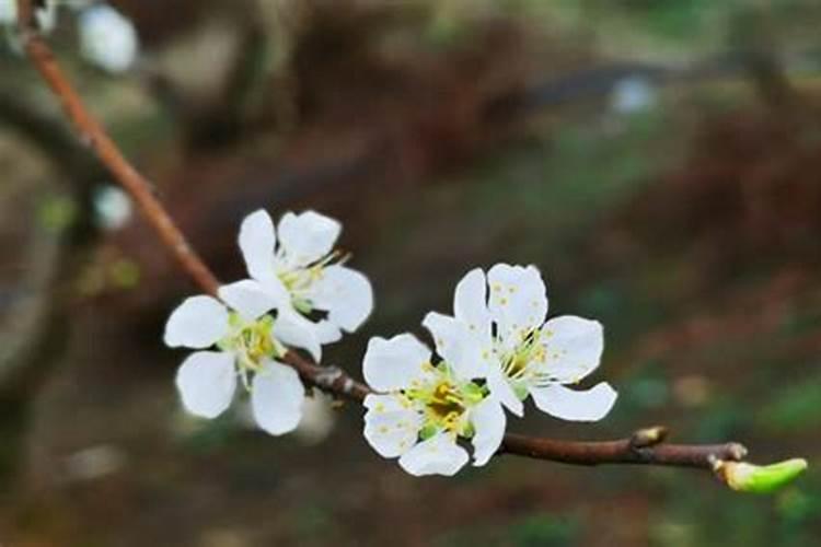 李树要什么时候施肥